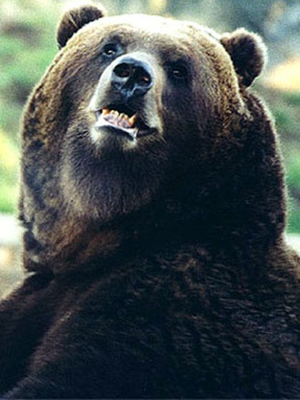 El oso fue envenenado con un líquido anticongelante. Imagen de referencia. 