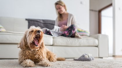 Los perros aprenden mucho más rápido al ser premiados (Shutterstock)