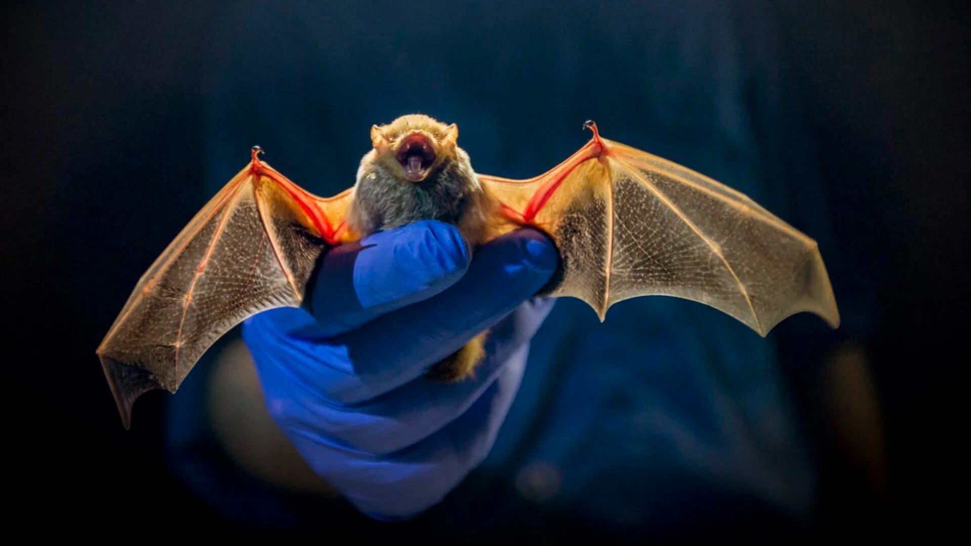 La pandemia por el síndrome respiratorio agudo severo (SARS) fue originada en murciélagos (Shutterstock)