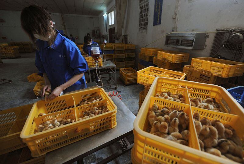 FOTO DE ARCHIVO: Trabajadores vacunan a los pollitos con la vacuna contra la gripe aviar H9 en una granja del condado de Changfeng, provincia de Anhui, 14 de abril de 2013.  REUTERS/Stringer
