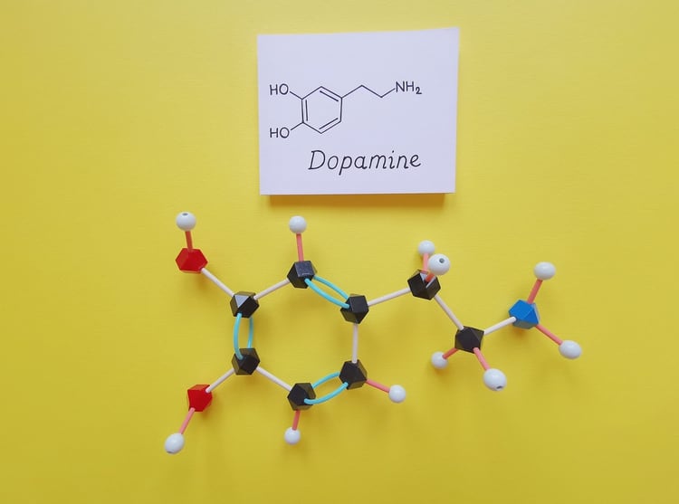La dopamina responde tanto a experiencias placenteras como inesperadas (Shutterstock)