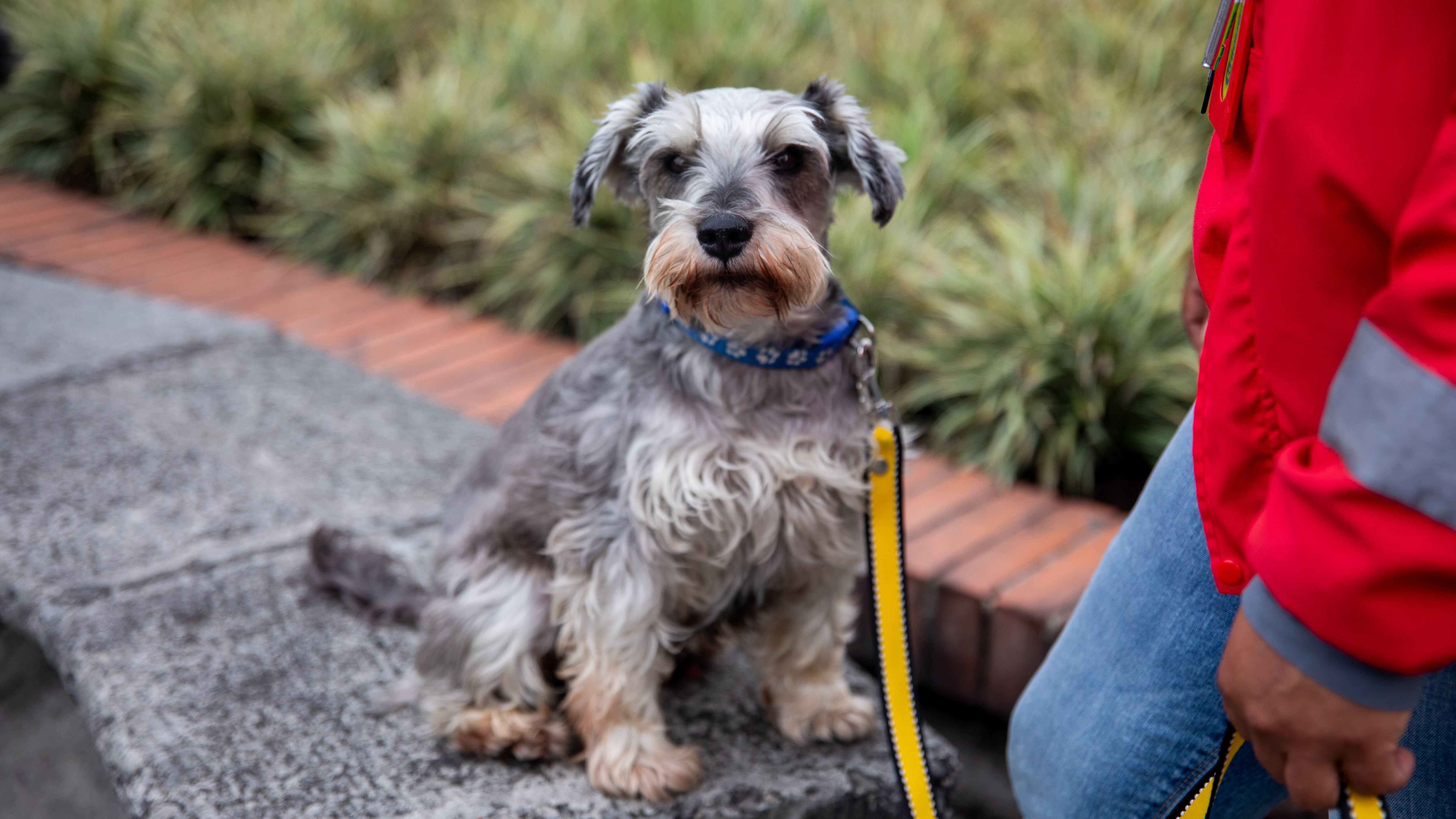 Cientos de perros en situación de calle esperan la oportunidad de tener un hogar amoroso para siempre - Pedigree y TransMilenio