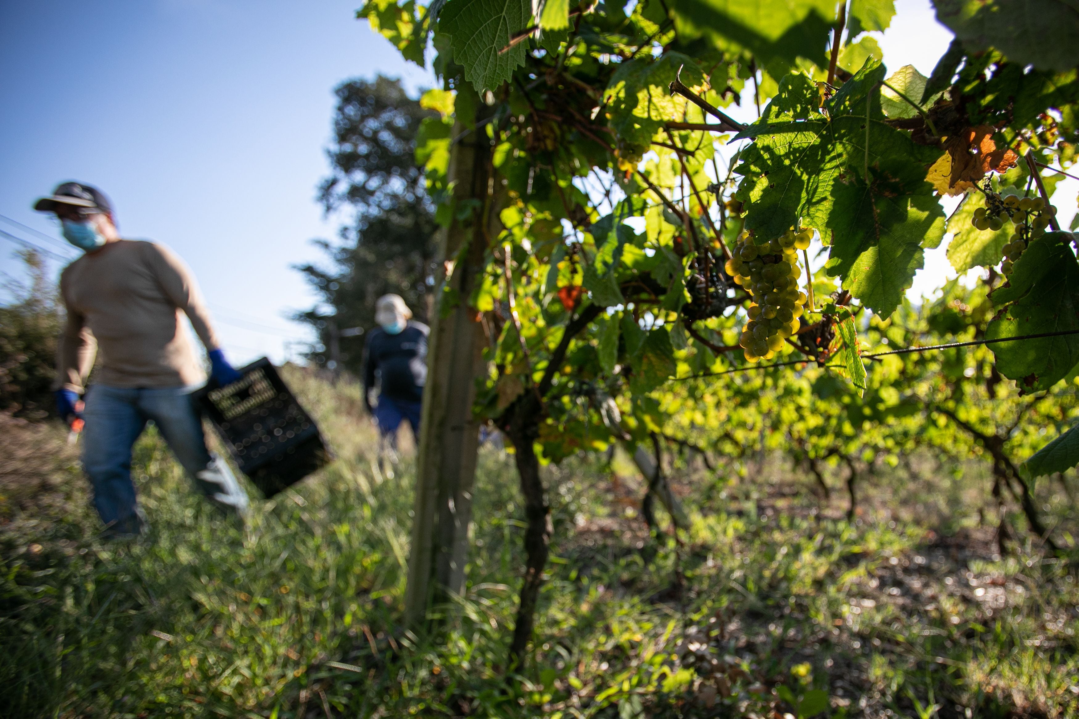  Un acuerdo sin precedentes en Mendoza para fijar el precio de la uva  