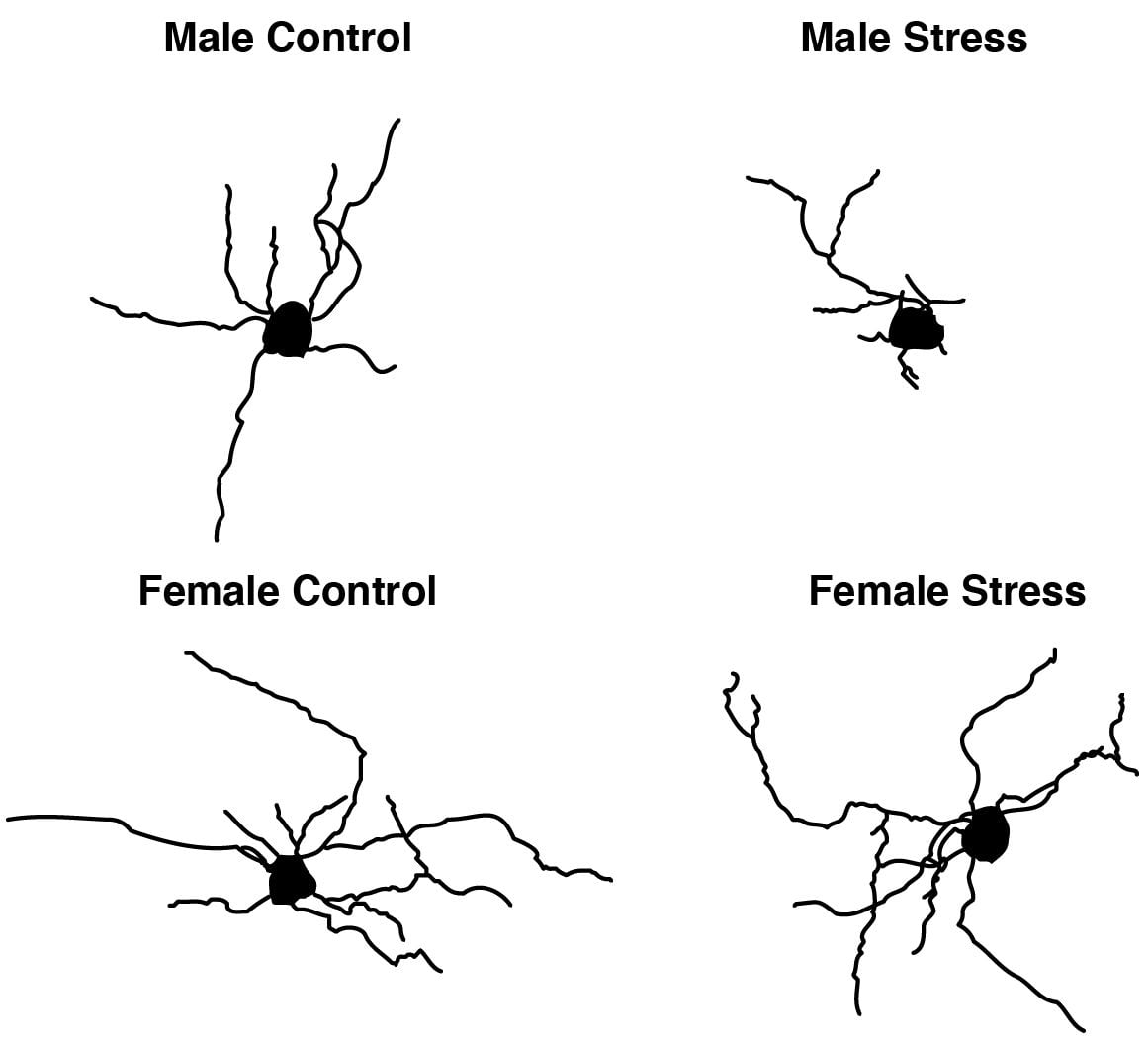 Una presentación esquelética de oligodendrocitos individuales ejemplifica cómo el estrés produce diferentes efectos en la estructura de las células cerebrales en ratones machos y hembras  (Inst. Weizmann)