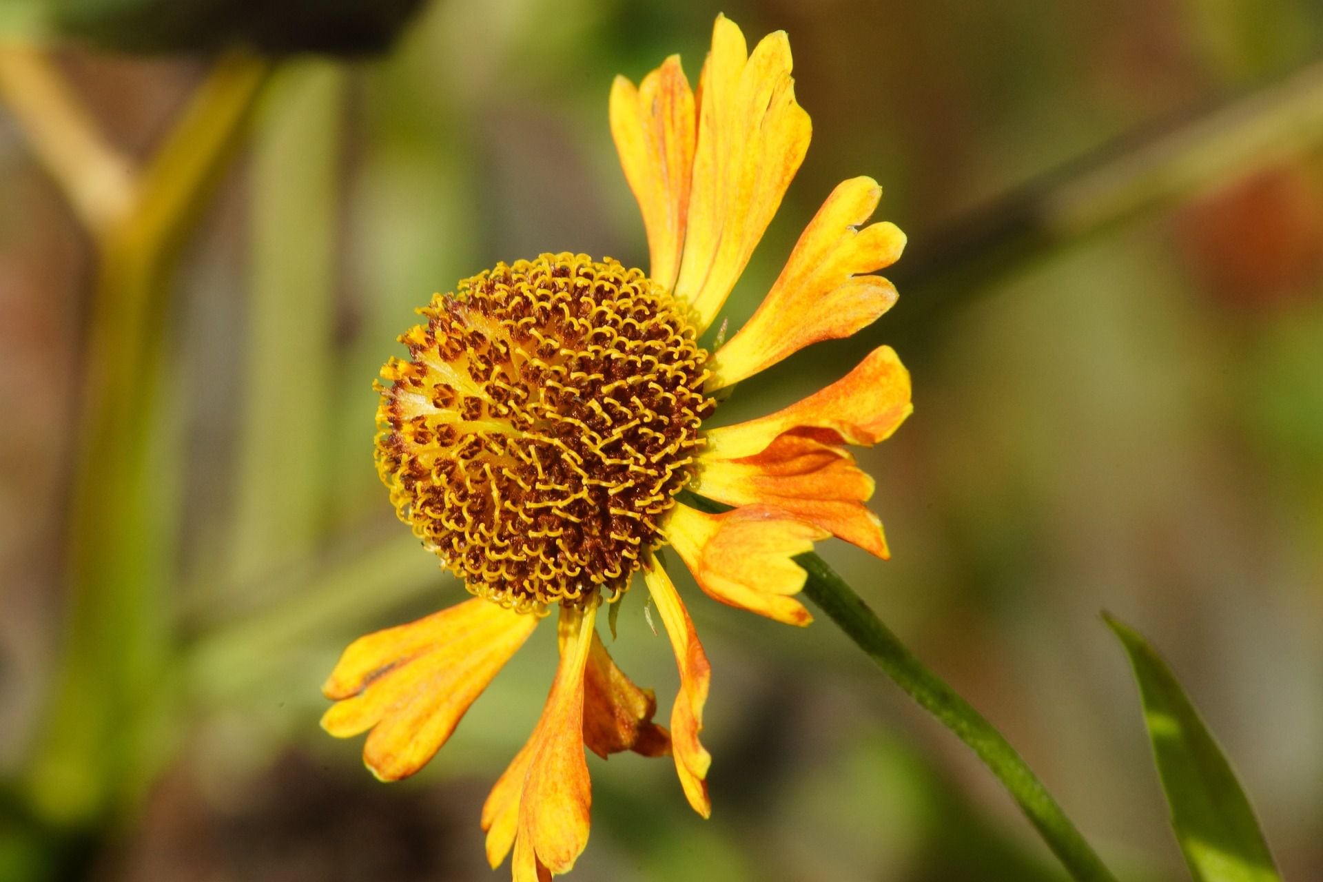 Está es la poderosa planta mexicana que ayuda a combatir los piojos(Pixabay)