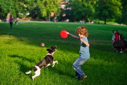 Los juegos con otros perros favorecen la fuerza bruta y el instinto cazador mientras que los juegos con seres humanos desarrollan la cooperación y la inteligencia (Shutterstock) 