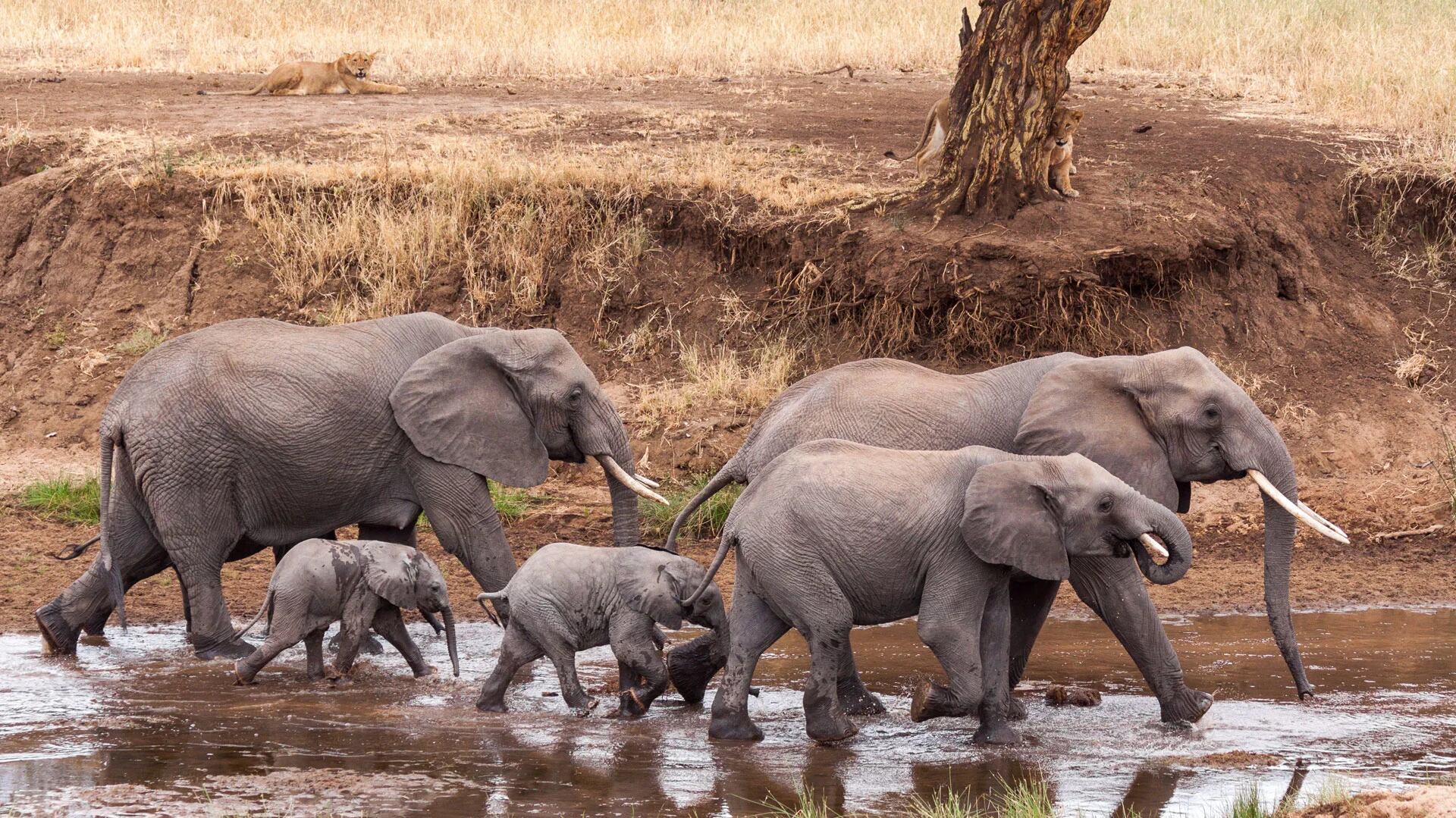 En el continente africano sólo hay 415.000 elefantes (Shutterstock)