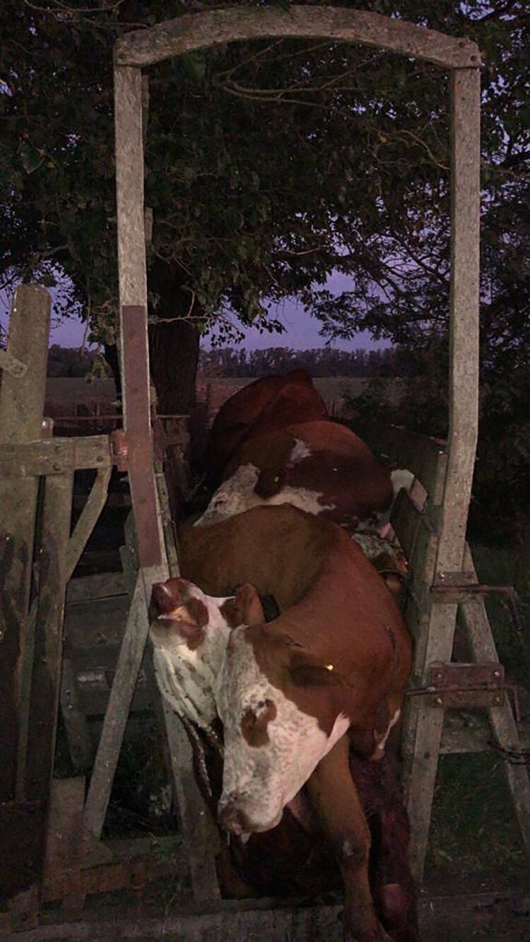 Una docena de vacas murieron aplastadas en un hecho de inseguridad rural en medio de la cuarentena. Fue en Capitán Sarmiento