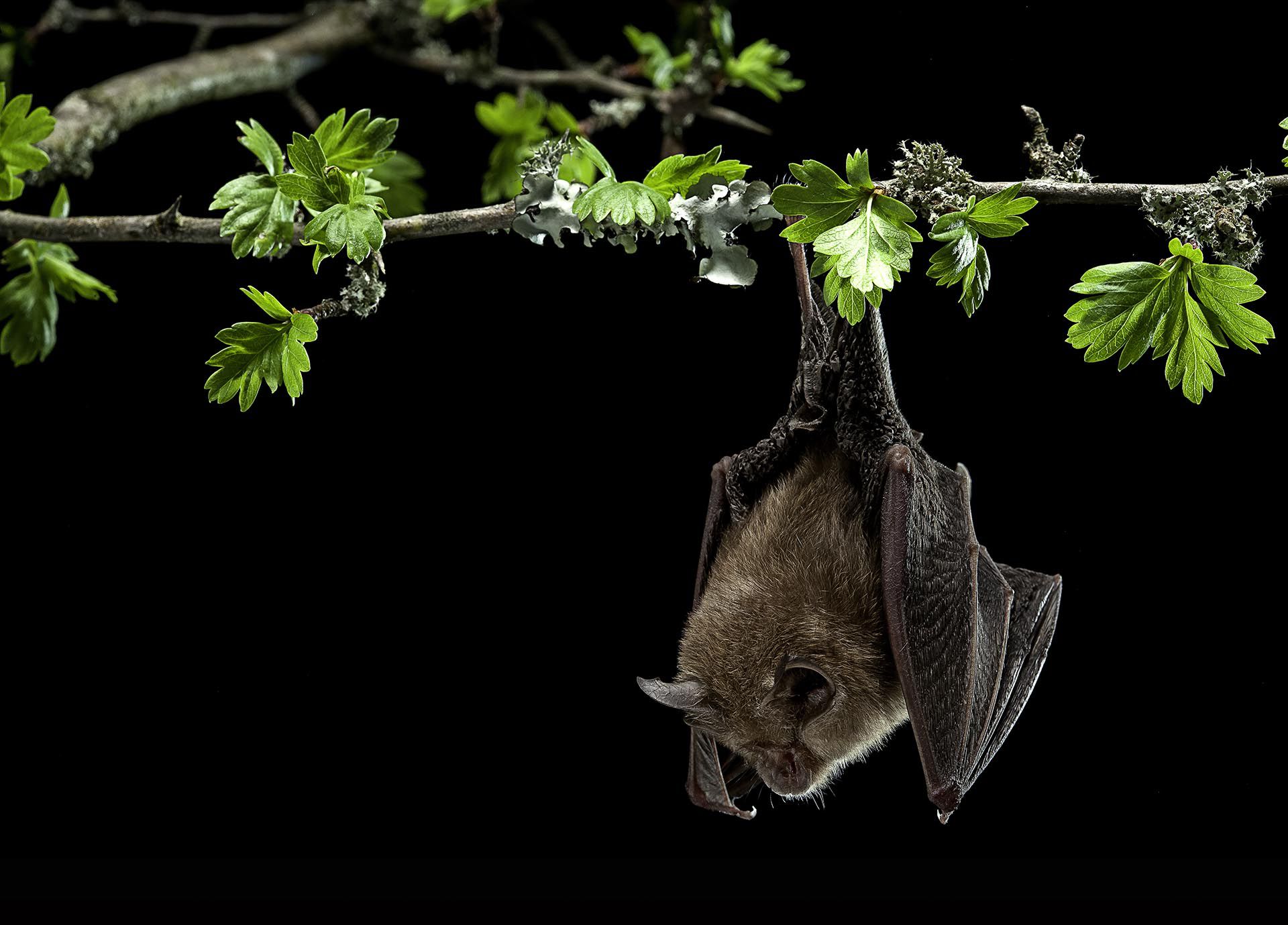 Los murciélagos pueden albergar virus que matarían a la mayoría de los demás mamíferos. Se calcula que actúan como reservorios de unos 72.000 virus
(Getty Images)