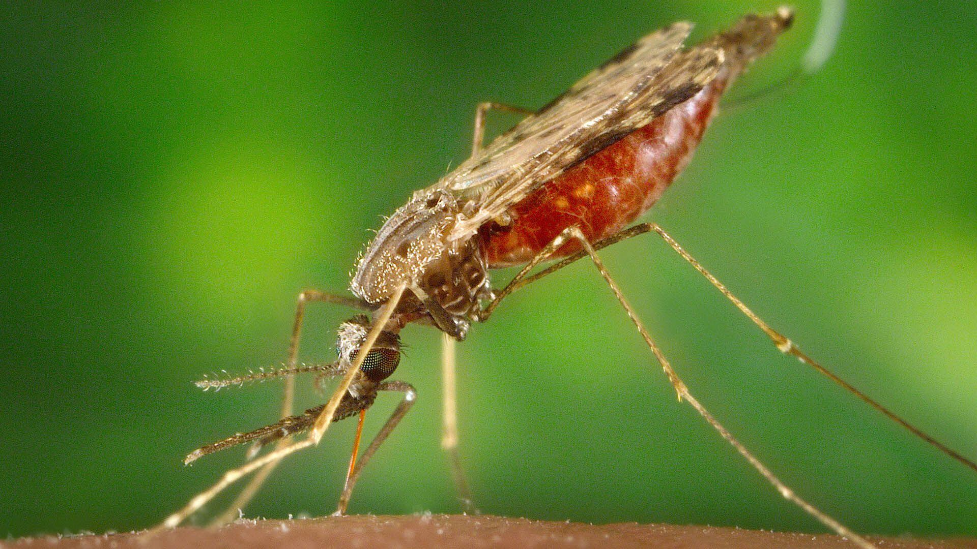 MOSQUITO DE LA MALARIA  Anopheles