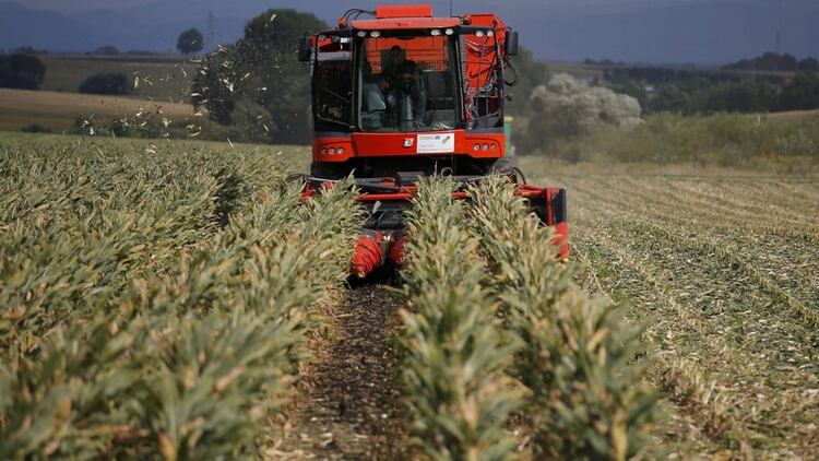 Entre las razones que están detrás del aumento de la producción de maíz, se encuentran el buen clima y de la utilización de un adecuado paquete tecnológico por parte del productor.