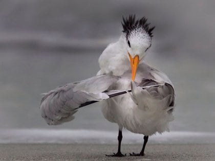 'Tern tuning its wings' - Daniele D'Ermo / Comedy Wildlife Photo Awards 2020