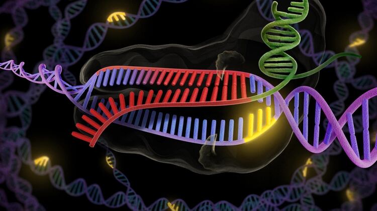 La técnica CRISPR-Cas9 permite editar el mapa del genoma humano