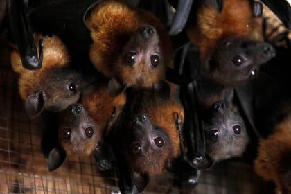 Los murciélagos no tienen la capacidad directa de infectar a humanos - REUTERS/Sukree Sukplang