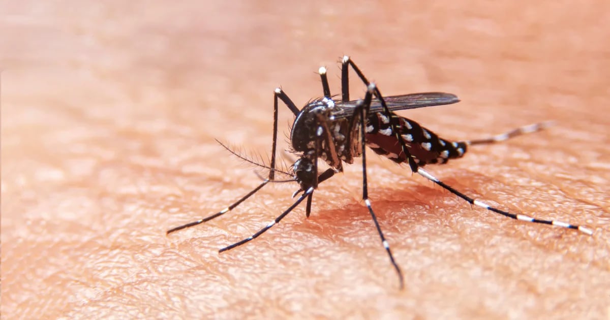 I casi di dengue sono aumentati del 61% in una settimana a Buenos Aires e nel centro del Paese