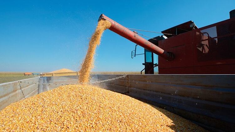 Proyectan para el maíz dos millones de toneladas extra.