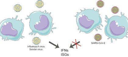 Los macrófagos alveolares producen interferones y activan genes estimulados por interferón cuando se enfrentan al virus de la influenza A o al virus Sendai, pero no cuando se enfrentan al SARS‐ CoV‐ 2, lo que sugiere que su ARN genómico es indetectable para los sensores inmunes innatos (EMBO Reports)