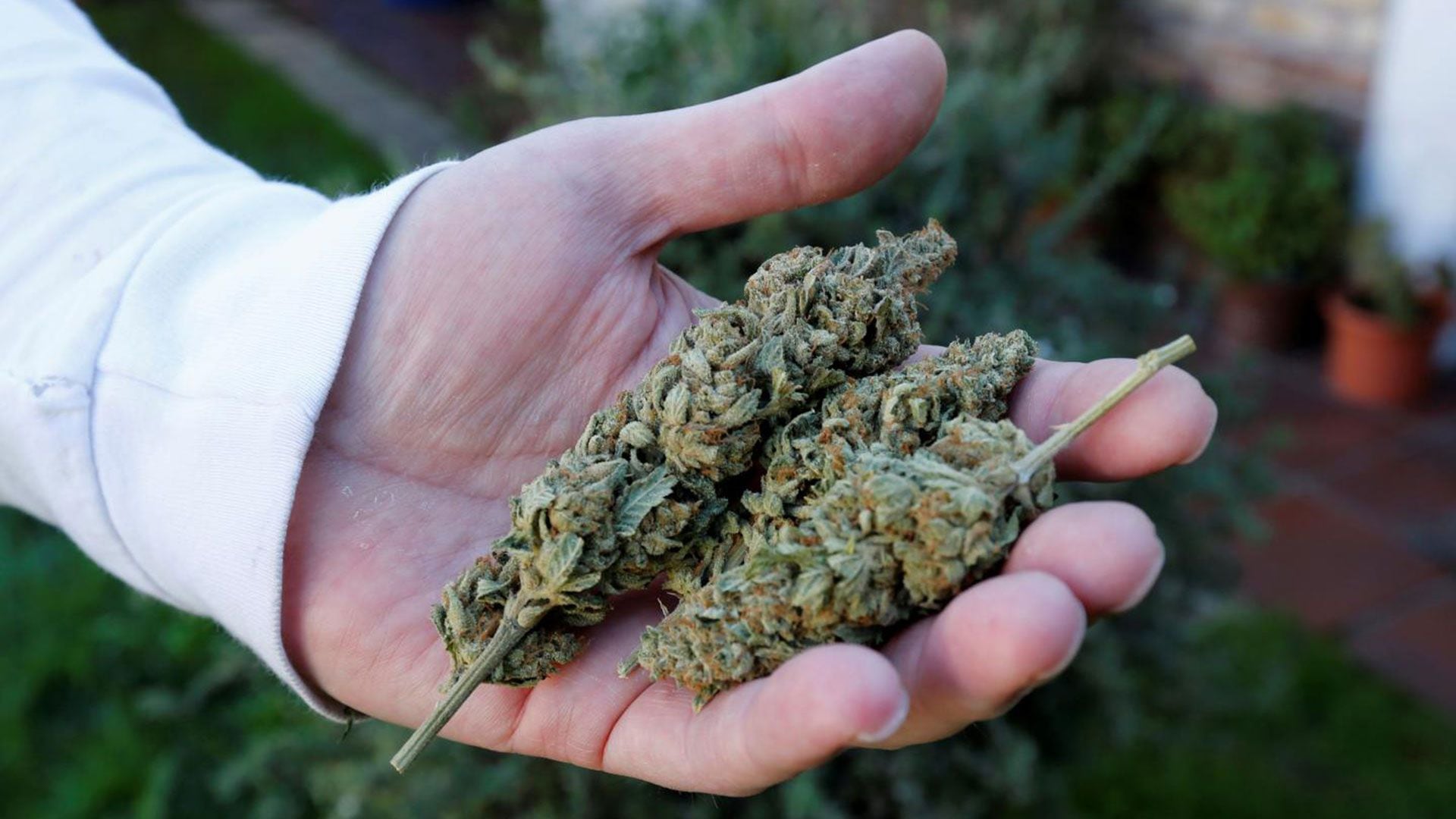 Un informe presentado por Uruguay XXI declaró que entre los meses de enero y julio de 2021, el país exportó 7 toneladas de flores de marihuana al exterior

(Foto: Reuters)