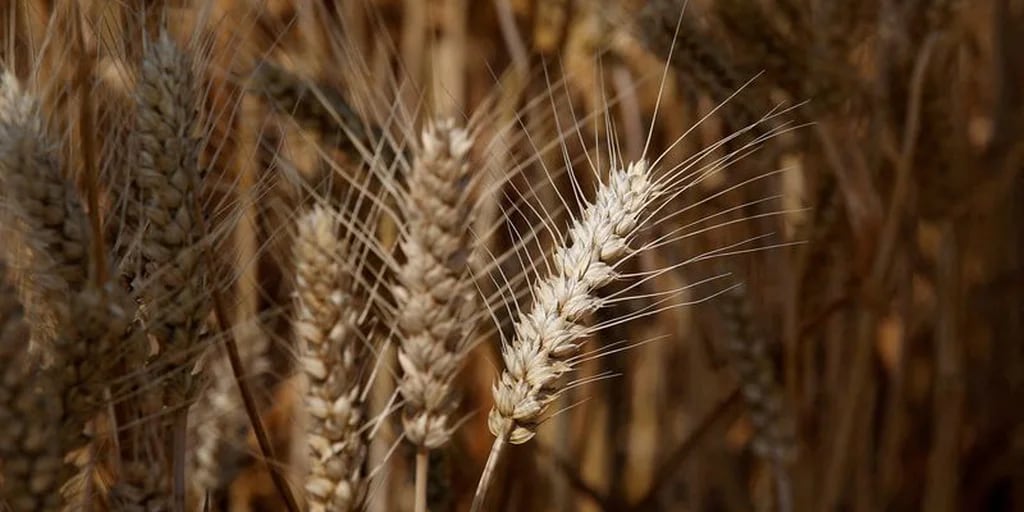 Proyectan un aumento de 20% en la producción de trigo y cebada