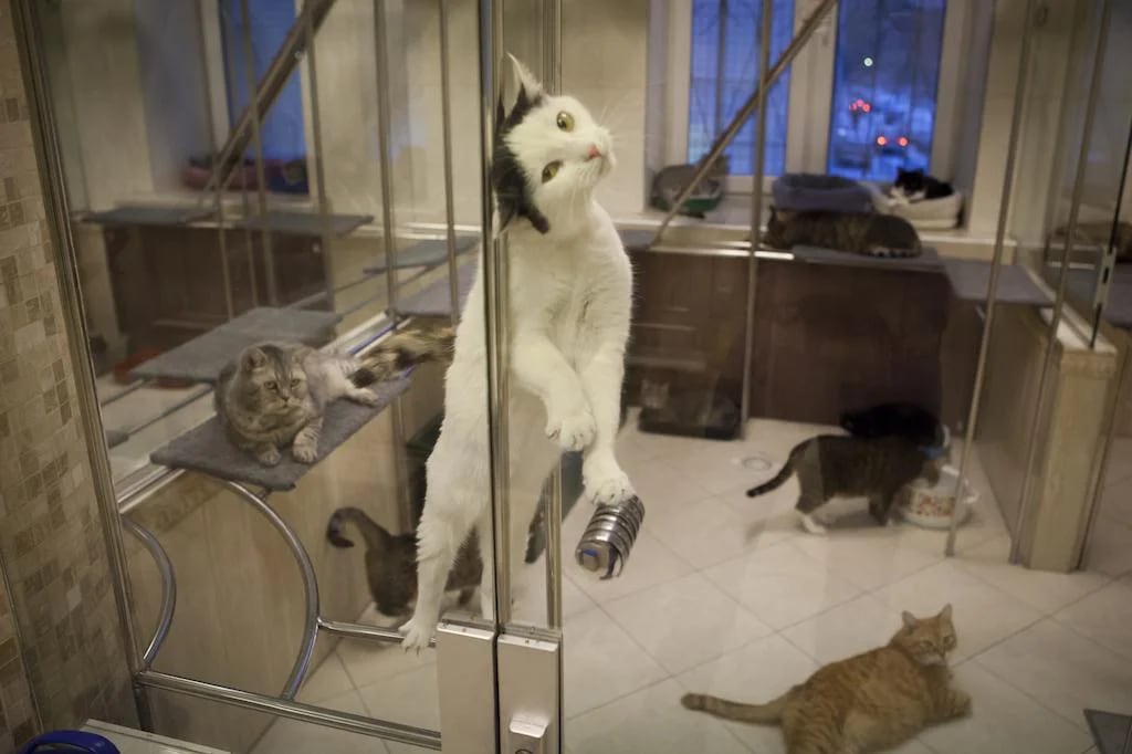 Un veterinario que trabajó en el teatro asegura haber presenciado escenas de maltrato animal.