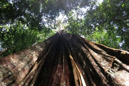 Los árboles aportan la mayor cantidad de biomasa en nuestro planeta. Pero la deforestación ha reducido su peso
