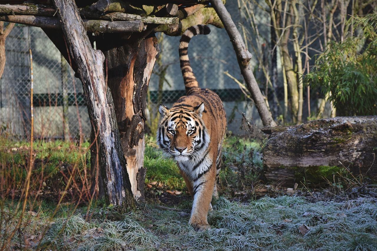 Majestuosos y firmes: así es la personalidad de los tigres comparada a la de los humanos (Pixabay)