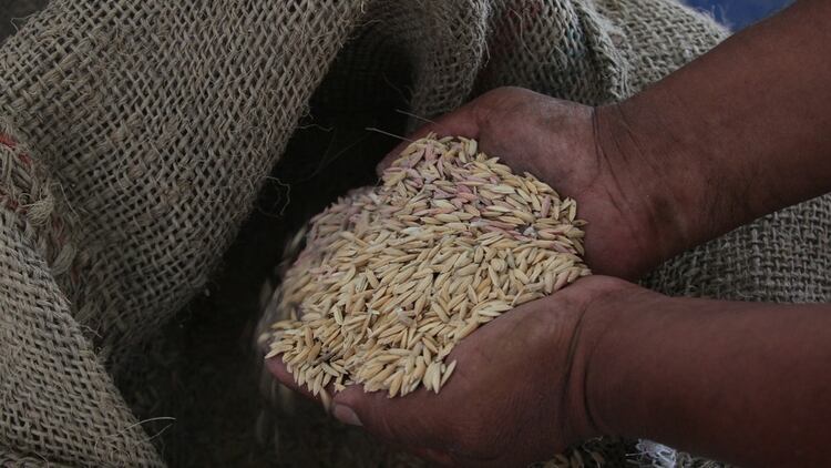 Piden revisar las retenciones para el arroz. Una producción afectada por las inundaciones y la crisis económica.
