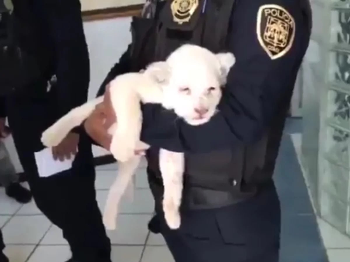 Esto cuesta un cachorro de león albino en la Ciudad de México - Infobae