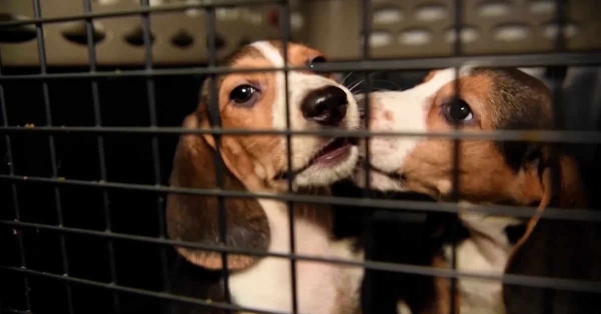 Circa 4.000 beagle destinati alla sperimentazione sui farmaci negli Stati Uniti stanno cercando una casa