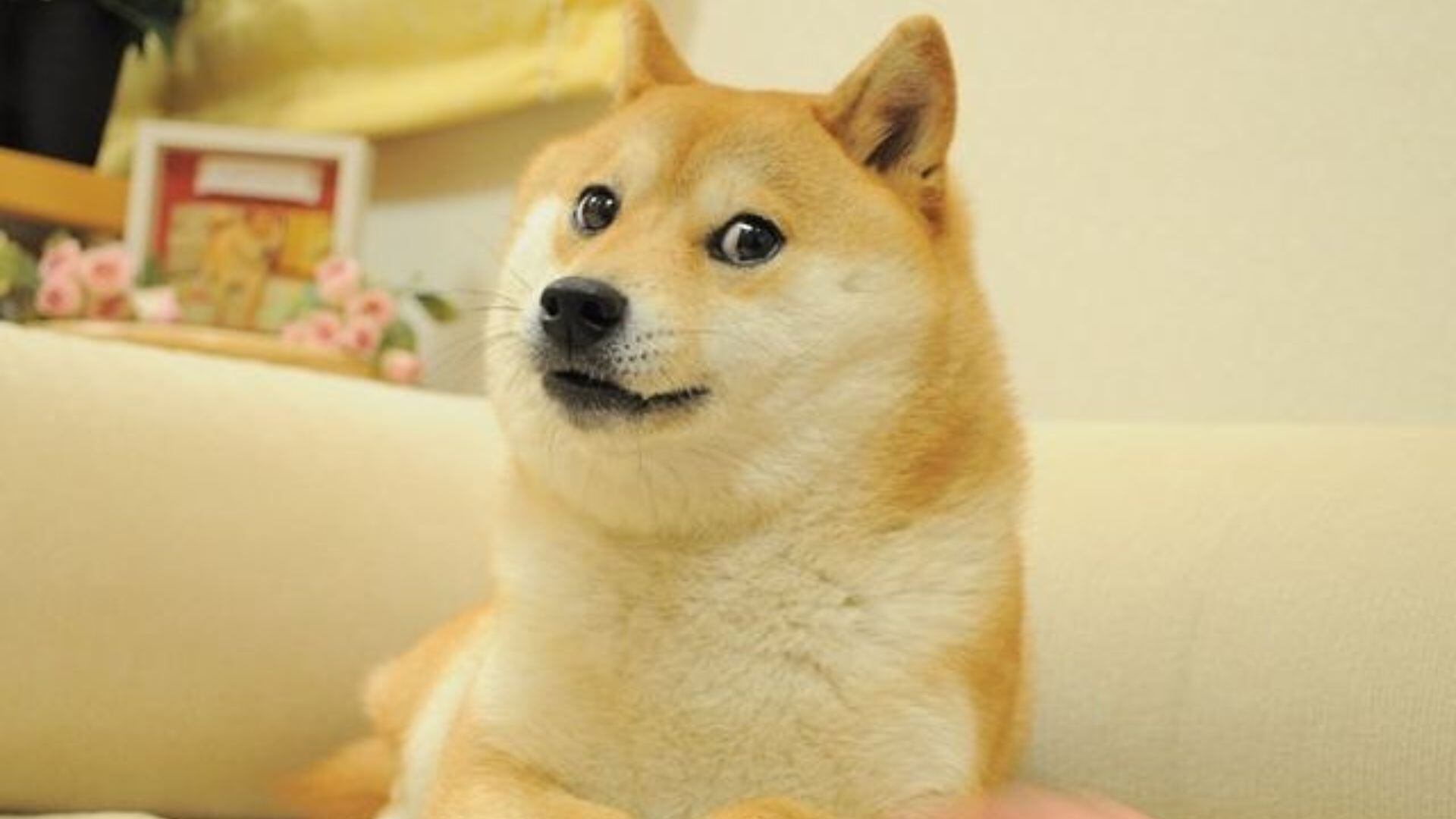 Kabosu, el perro de los memes y Dogecoin, está delicado de salud (Instagram @kabosumama)