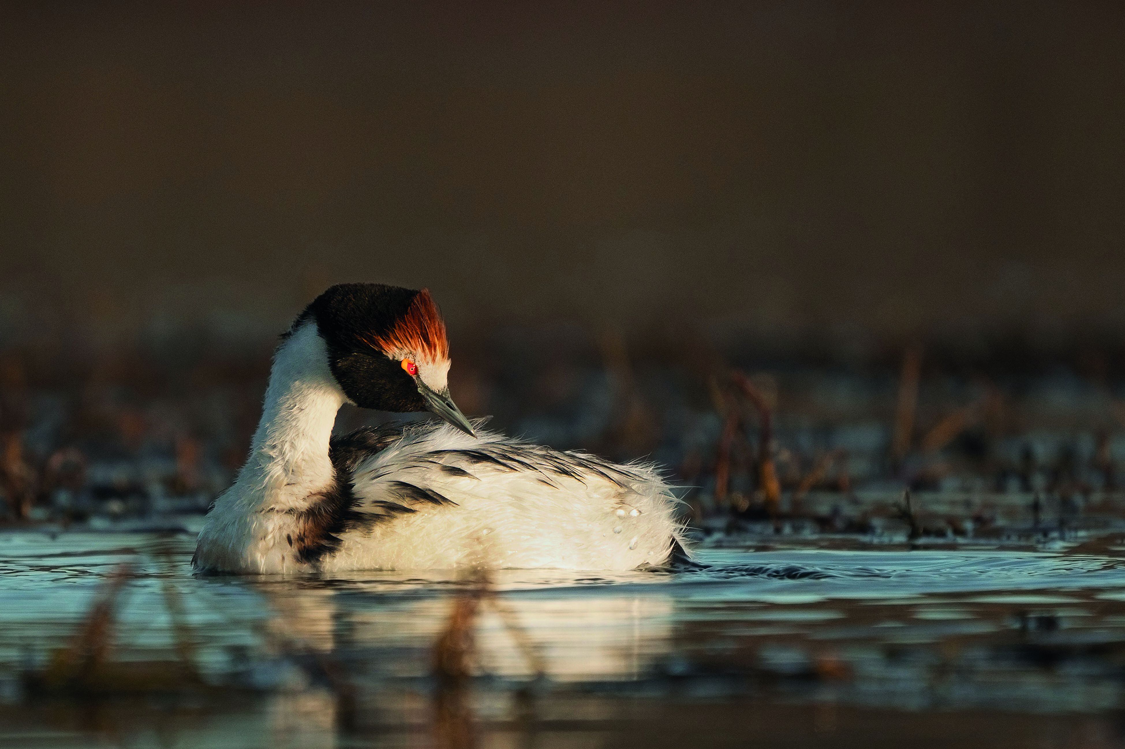 Los Esteros del Iberá registran especies fascinantes (Retratos Parques Nacionales)