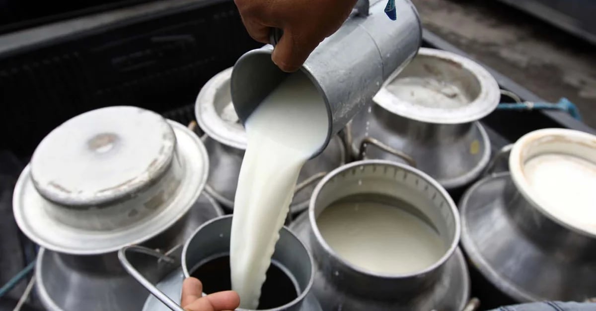 The price of milk will not increase in 2023, said the National Association of Milk Producers, Analac