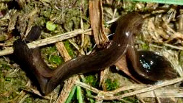 El O. nungara es una amenaza potencial para la biodiversidad y la ecología de los suelos en Europa