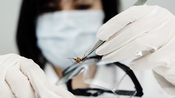 Para evitar el contagio es fundamental evitar el contacto con el mosquito transmisor (iStock)