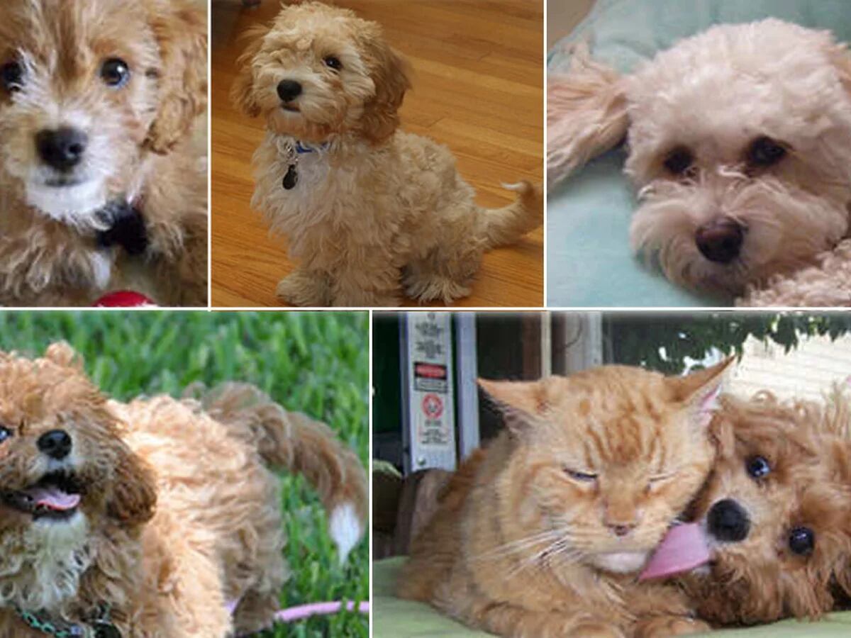 es un cavapoochon hipoalergenico