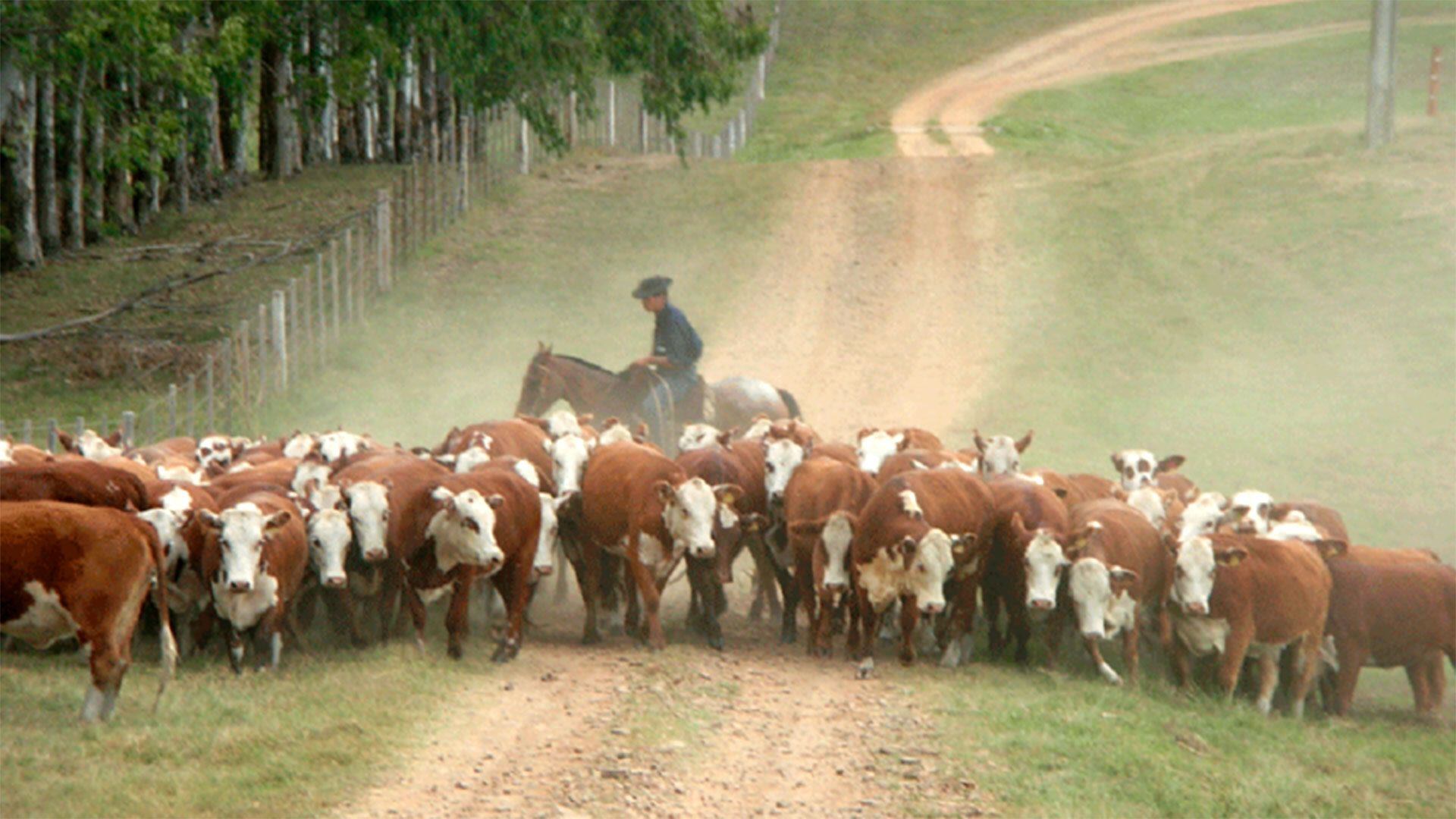 Campo vacas Uruguay