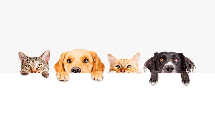 Tener mascotas presenta sorprendentes beneficios para la salud, de acuerdo a diversos estudios científicos (Shutterstock)