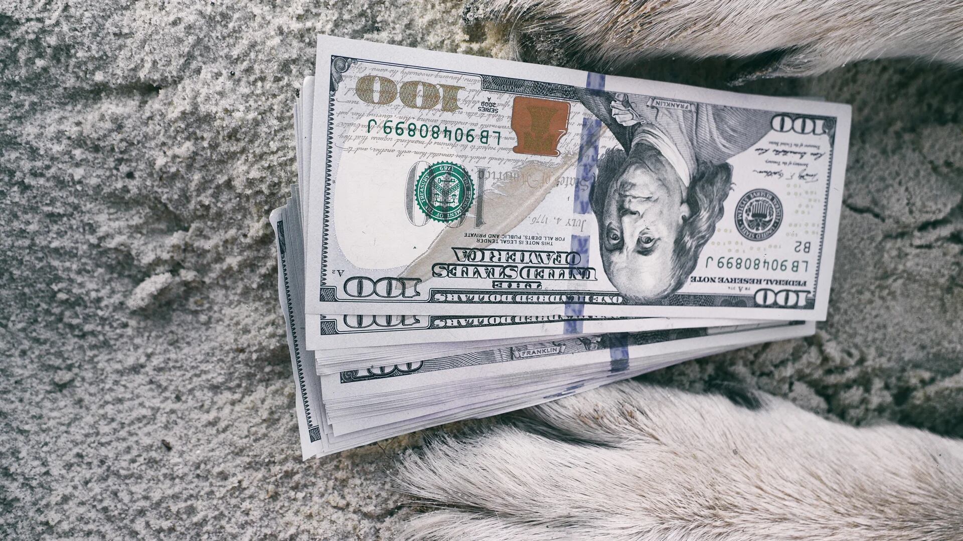 Las cinco mascotas con más dinero en el mundo que sin dudas se ganaron el amor de sus dueños (iStock)