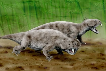 El Elorhynchus carrolli, es un reptil herbívoro que vivió hace 230 millones de años y medía hasta 3 metros