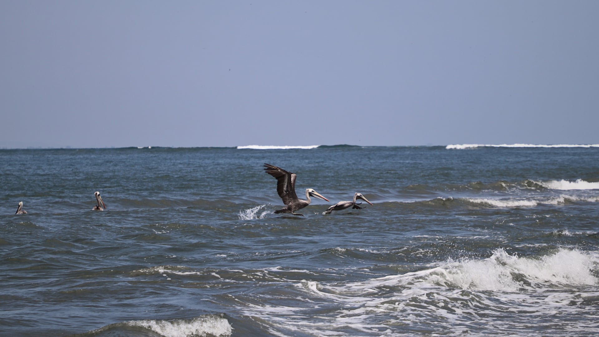 En el norte de Perú, donde la tierra se abraza con Ecuador, se encuentra el Santuario Nacional Los Manglares de Tumbes, un tesoro natural que deslumbra a los viajeros en busca de experiencias únicas. Paula Elizalde / Infobae.