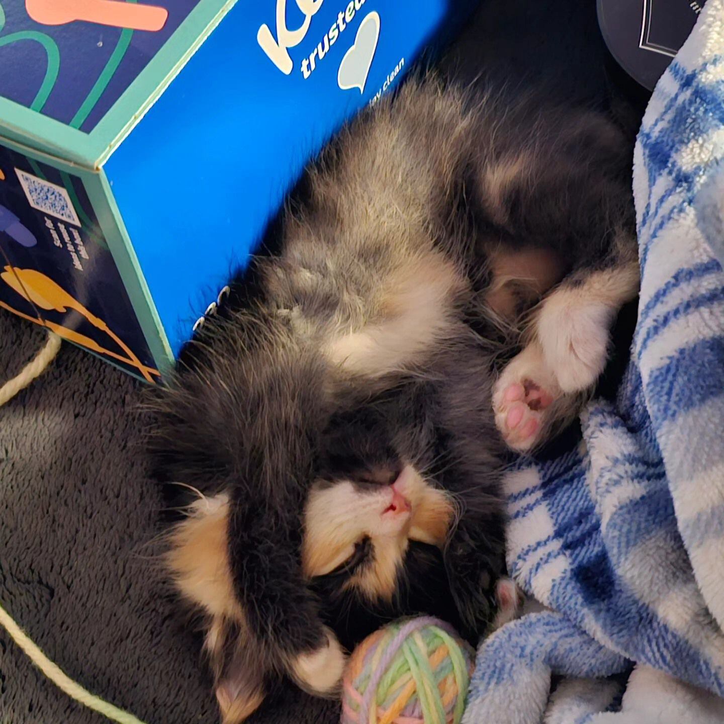 El gato rescatado descansando en su cama en su nuevo hogar (Facebook Joe Waldherr)