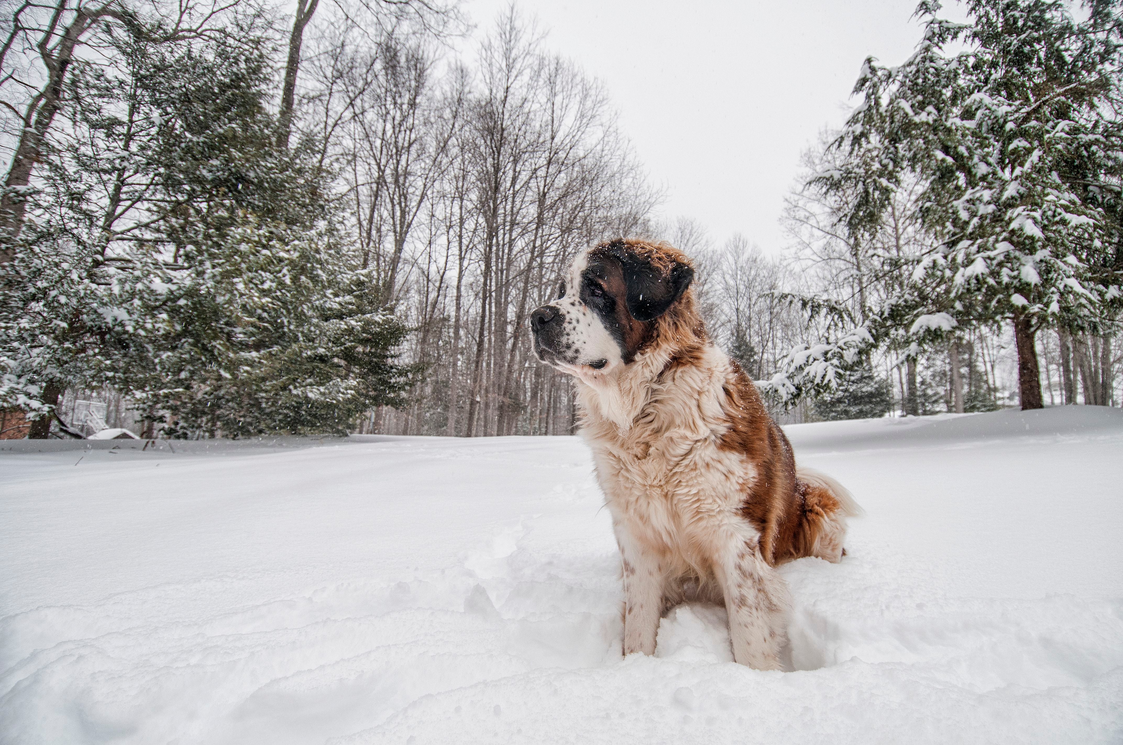 Un perro de raza San Bernardo, en una postal típica de Bariloche, que contrasta con el basural (Getty Images)