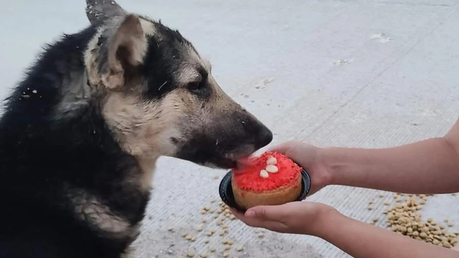 Un deseo de cumpleaños: joven rescatista celebra su día para ayudar a perros rescatados