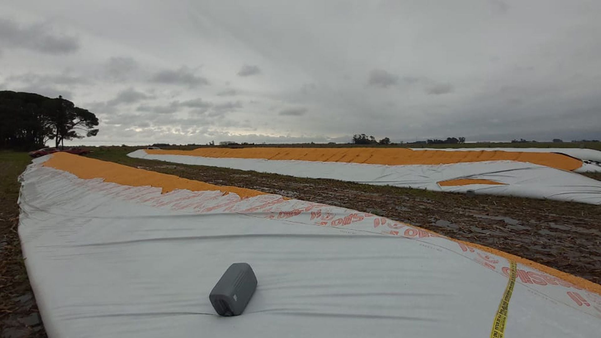En Santa Fe rompieron 6 silobolsas que contenían un total de 1.300 toneladas de maíz (Fotos: Leandro Ansaloni)