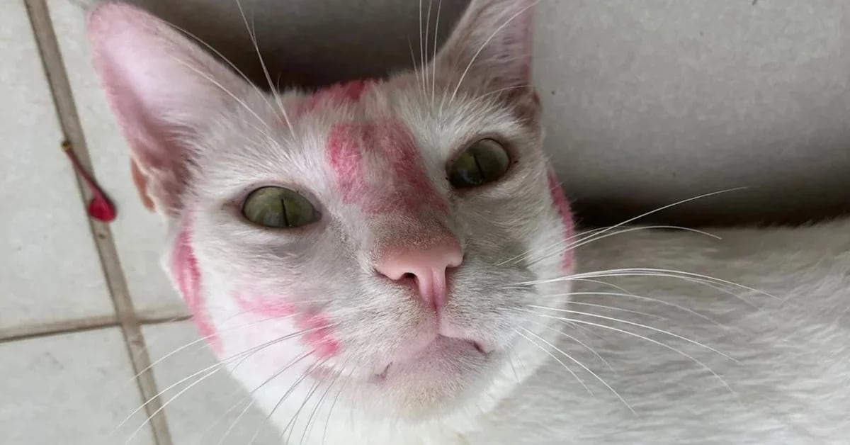 It’s not what it seems, the cat came home full of lipstick and this is the explanation