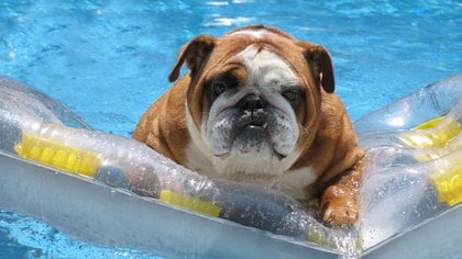 A pesar de que las mascotas tengan calor, los dueños deben estar atentos al momento de que la mascota se meta en la pileta, ya que puede no saber nadar o incluso cansarse muy rápido (iStock)