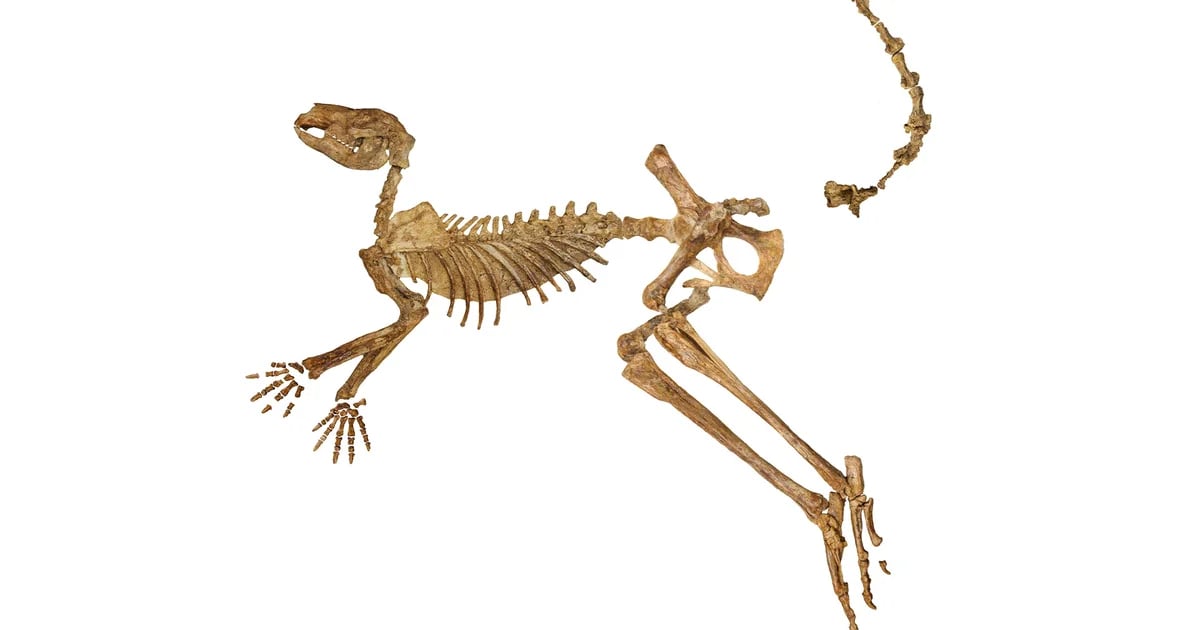 The 170-kilometre-long Protymanodon is the hero of the discovery of three new extinct species of kangaroo.