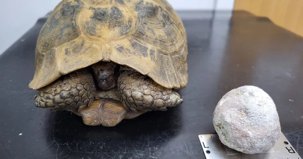 The achievements of Joey, a turtle who has a rock the size of a cricket ball in his bladder