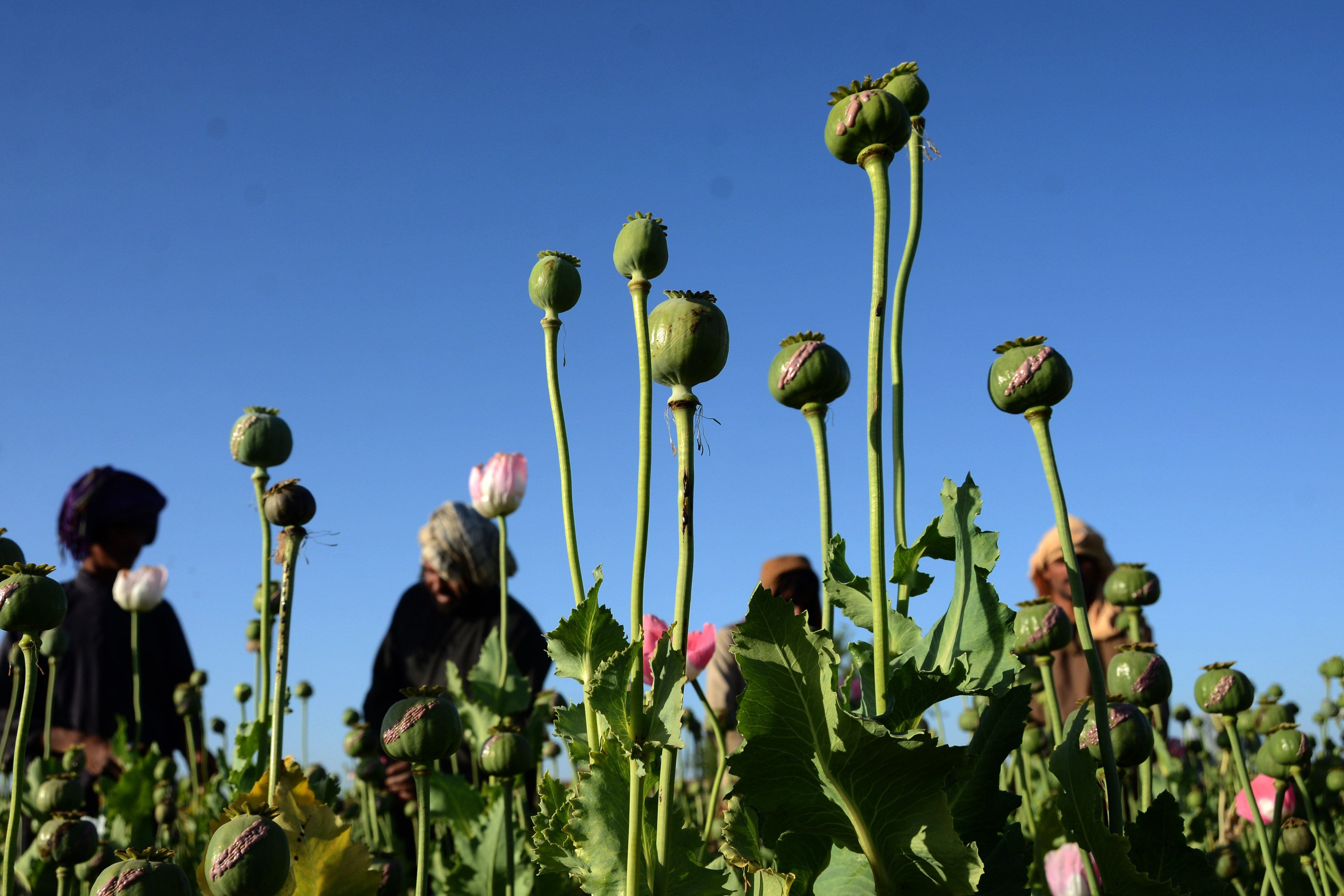 Los inversionistas daban las semillas de amapola a los campesino para cultivar la goma de opio (Foto: Europa Press/ Sanaullah Seiam)
