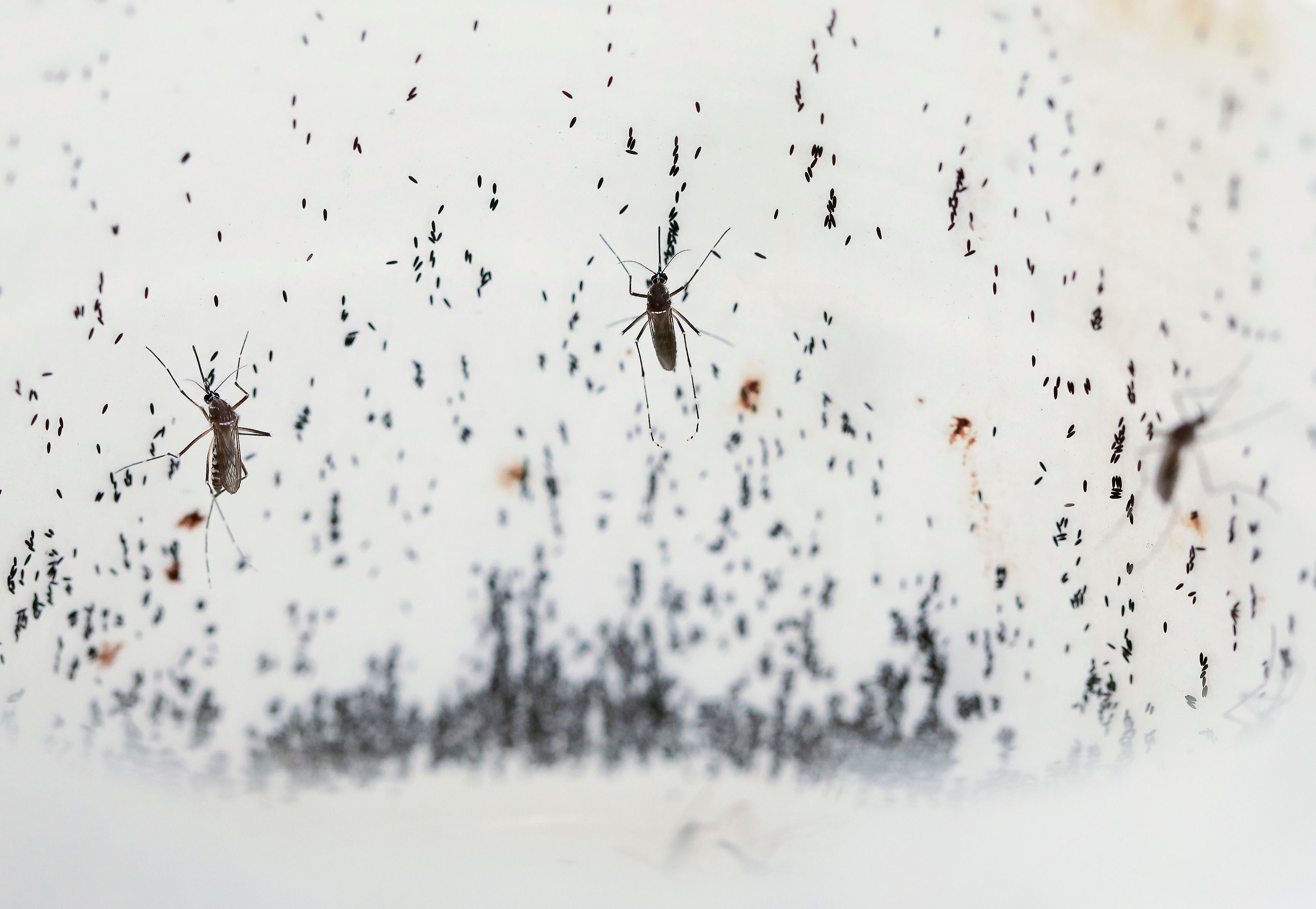 El uso de la bacteria Wolbachia emerge como otra estrategia para combatir el dengue, con incidencia en el sistema reproductivo de los mosquitos  (AP Foto/Jaime Saldarriaga)